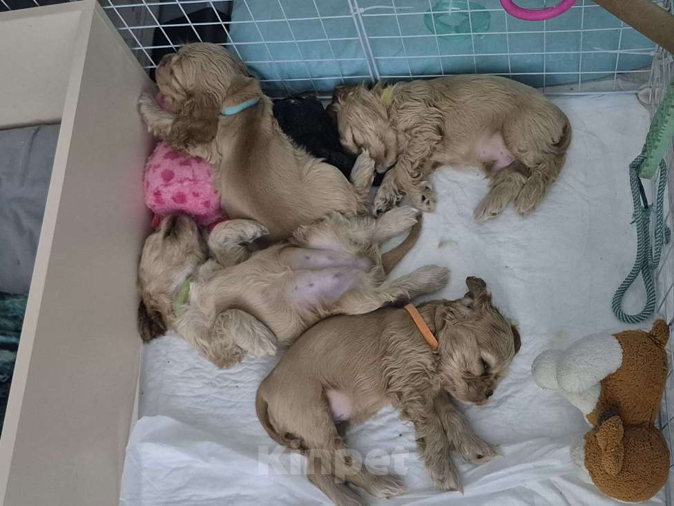 Собаки в Тюмени: Американский кокер спаниель щенок.  Мальчик Мальчик, 30 000 руб. - фото 3