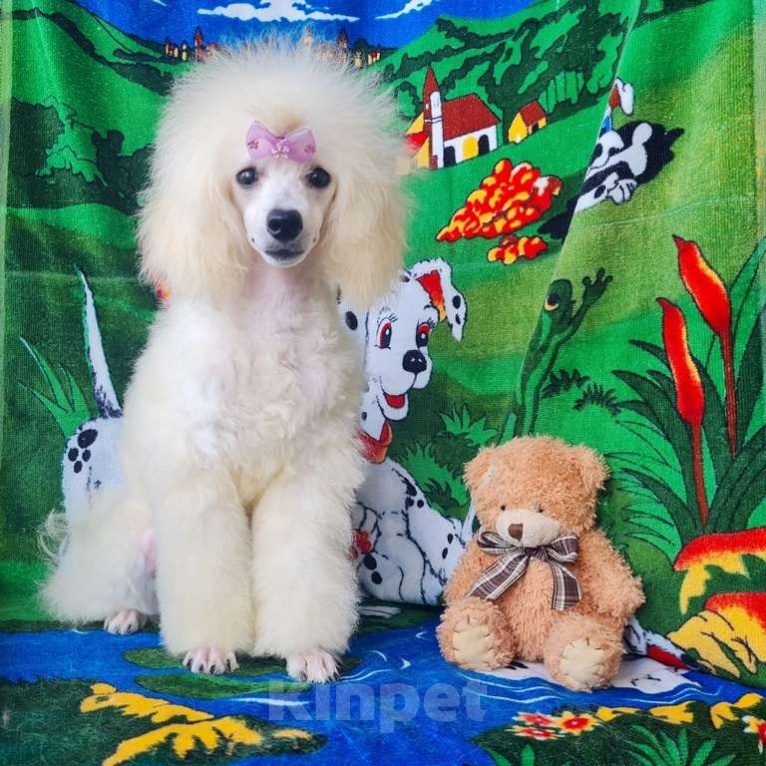 Собаки в Москве: Пудель той девочка белая Девочка, 100 000 руб. - фото 3