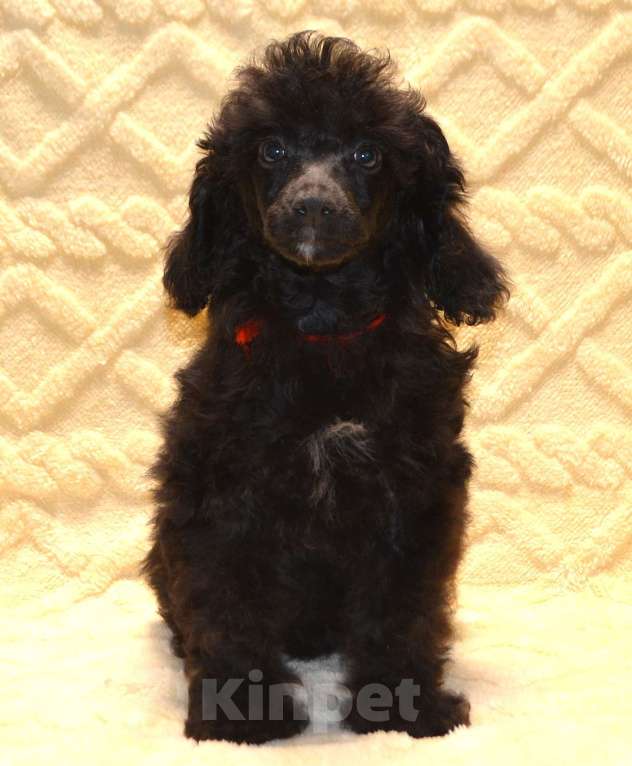 Собаки в Глазове: Оливушка Девочка, 50 000 руб. - фото 2