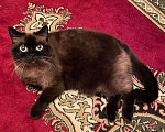 Кошки в Москве: Сиамская кошка королева Елизавета в добрые руки! Девочка, 1 руб. - фото 1