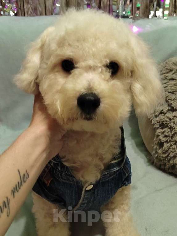 Собаки в Екатеринбурге: Щенок породы Бишон фризе  Мальчик, 55 000 руб. - фото 1