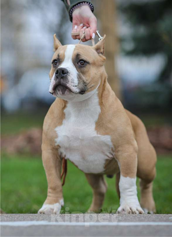 Собаки в Москве: Мальчик Амбулли покет Мальчик, 70 000 руб. - фото 1