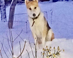 Собаки в Котельнике: Пес Байкал ищет дом Мальчик, Бесплатно - фото 4