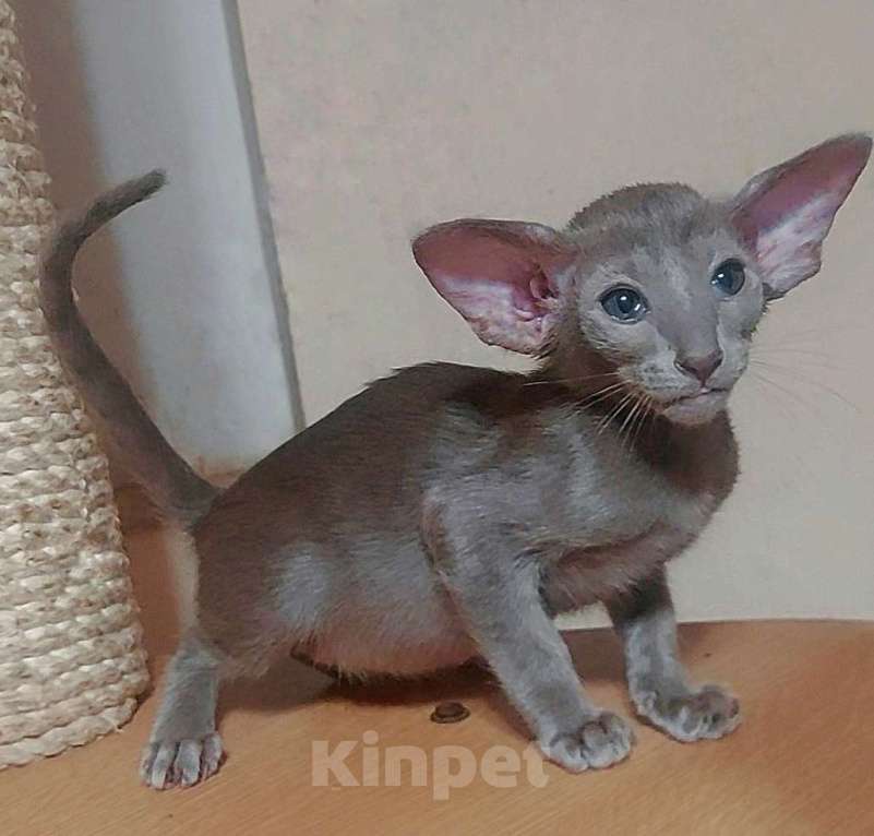 Кошки в Волгограде: Ориентальные котята  Мальчик, Бесплатно - фото 1