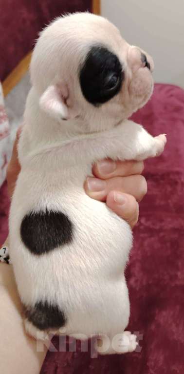 Собаки в Бугульме: Прекраснейшие щенята, французские бульдоги Девочка, 17 000 руб. - фото 3