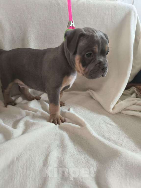 Собаки в других городах Московской области: Мальчик булка Мальчик, 80 000 руб. - фото 3