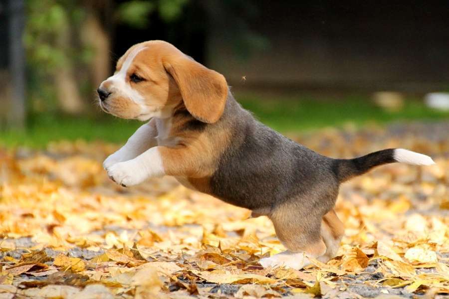 Собаки в Москве: Щенки бигля мальчики и девочки Мальчик, 80 000 руб. - фото 3