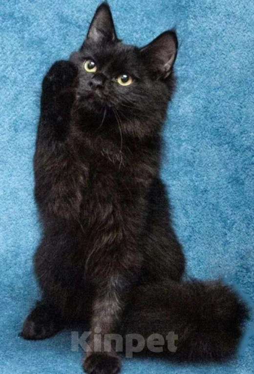 Кошки в Долгопрудном: Красотка Мишель ждёт своего человека Девочка, Бесплатно - фото 8