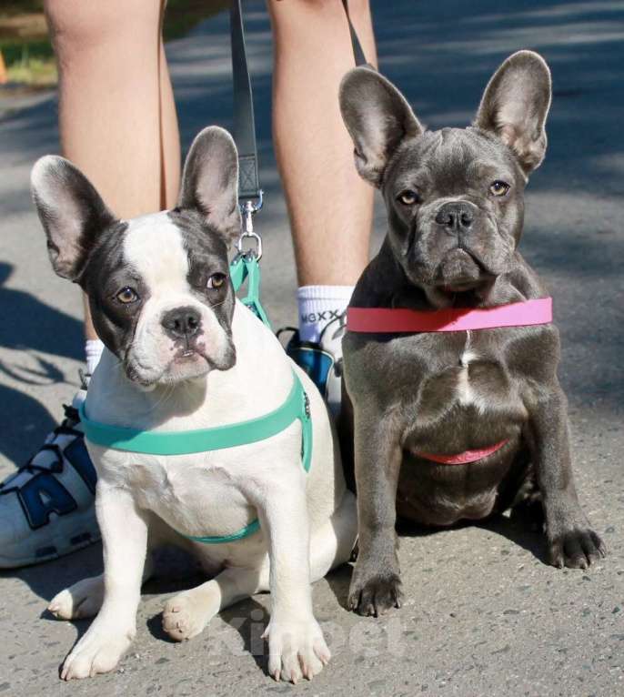 Собаки в Москве: Французская элита Девочка, 75 000 руб. - фото 3