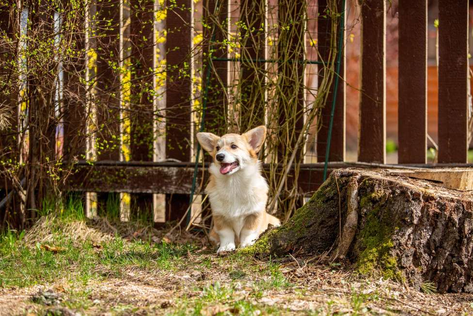 Собаки в Москве: Рыжая девчонка Девочка, 60 000 руб. - фото 5