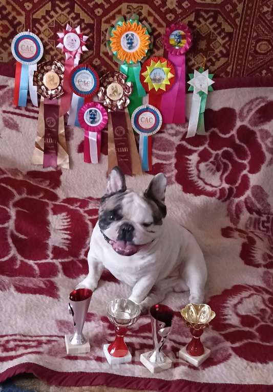 Собаки в Санкт-Петербурге: Белая девочка французский бульдог в палевой шапочке Девочка, 74 000 руб. - фото 6