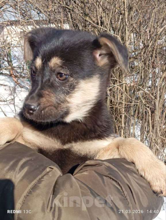 Собаки в других городах Владимирской области: Шаловливый щенок хорошему хозяину Девочка, Бесплатно - фото 4