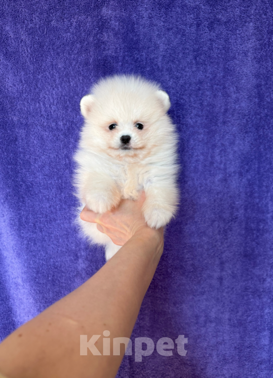 Собаки в Москве: Мальчик крем Мальчик, 25 000 руб. - фото 1