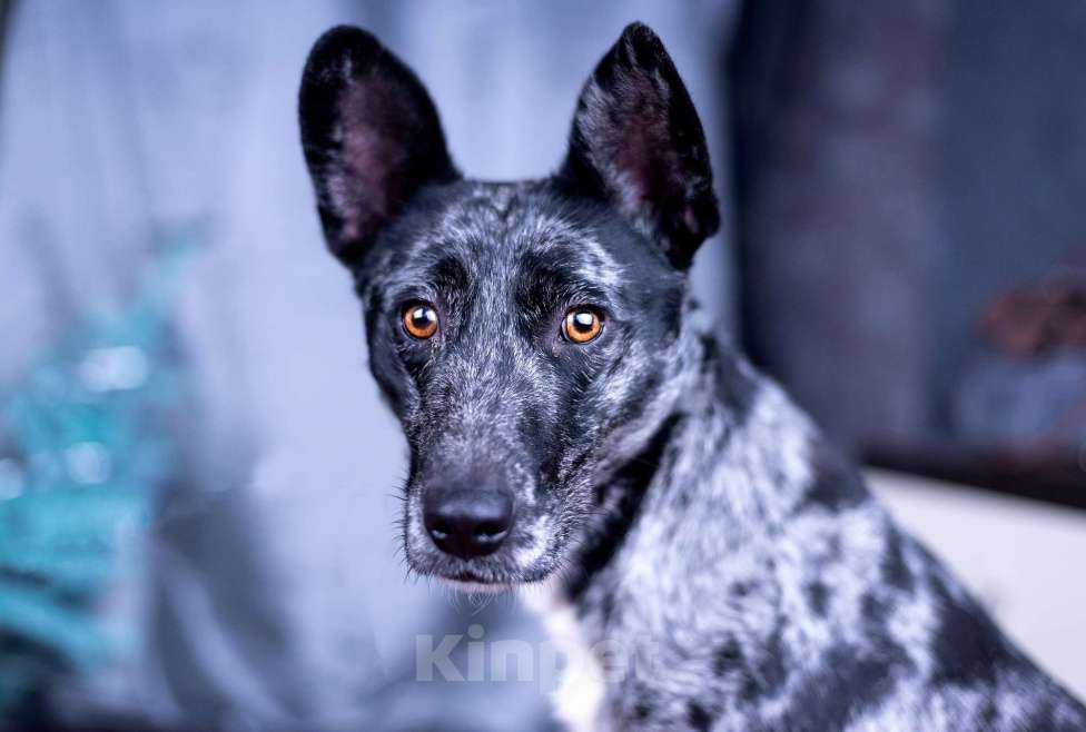 Собаки в других городах Московской области: Скай мальчик Мальчик, Бесплатно - фото 2
