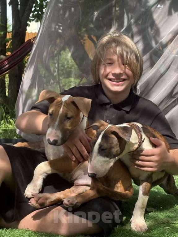 Собаки в Пушкино: крупная девочка стандартного бультерьера (Кися) Девочка, 70 000 руб. - фото 4