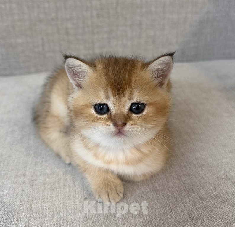 Кошки в Москве: Шотландский котенок мальчик с хорошей родословной Мальчик, 25 000 руб. - фото 1