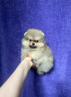 Мальчик соболь