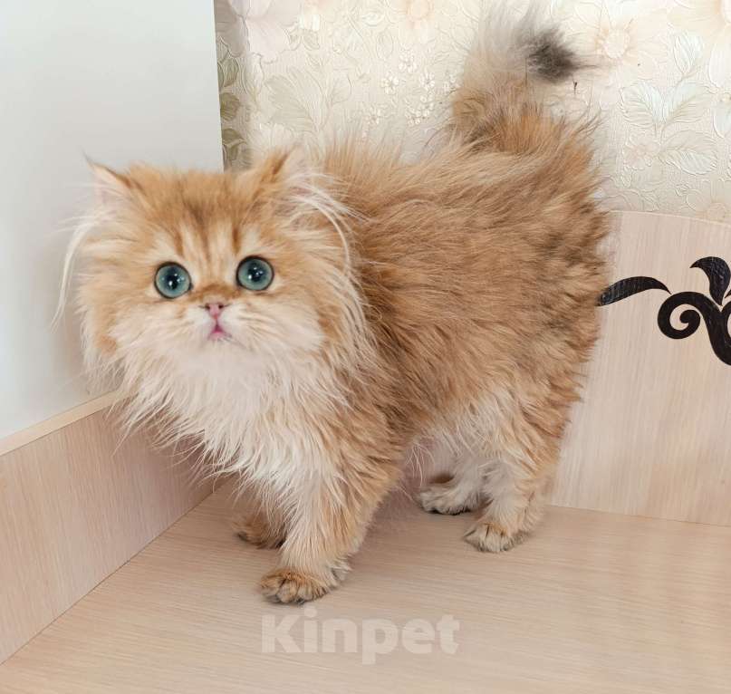 Кошки в Санкт-Петербурге: Золотой британец Мальчик, 20 000 руб. - фото 4