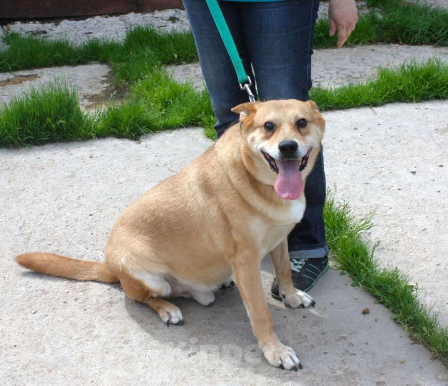 Собаки в Москве:  Рыжик ищет своих людей - ШАНС на дом Мальчик, Бесплатно - фото 3