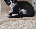 Кошки в Одинцово: Котенок, 2 месяца, Феликс. Мальчик, 1 руб. - фото 1