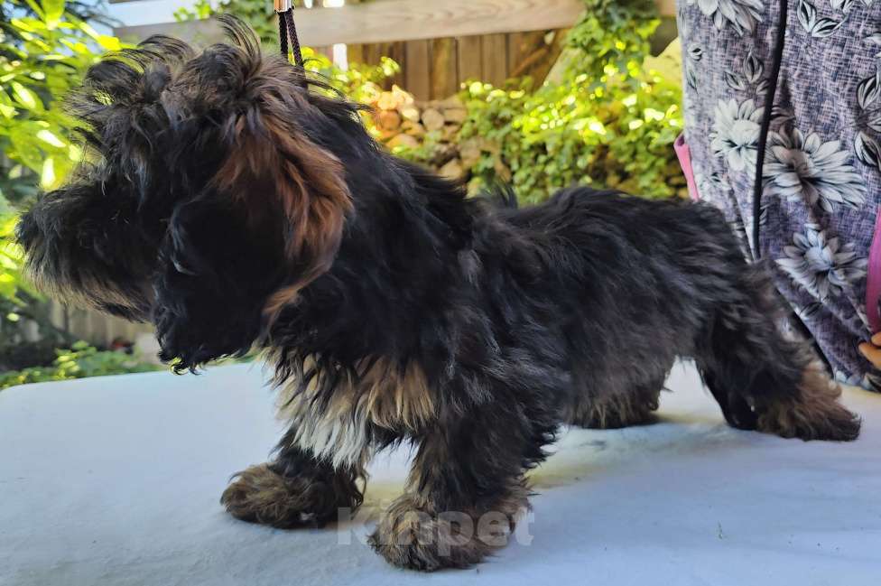 Собаки в Керчи: Продается щенок жесткошерстной таксы Мальчик, 35 000 руб. - фото 2