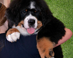 Собаки в Москве: Девочка Бернский зенненхунд  Девочка, 120 000 руб. - фото 7