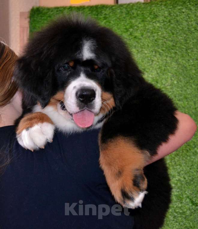 Собаки в Москве: Девочка Бернский зенненхунд  Девочка, 120 000 руб. - фото 7