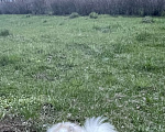 Собаки в Нижнем Тагиле: Померанец бело-кремовый, мальчик  Мальчик, 45 000 руб. - фото 3