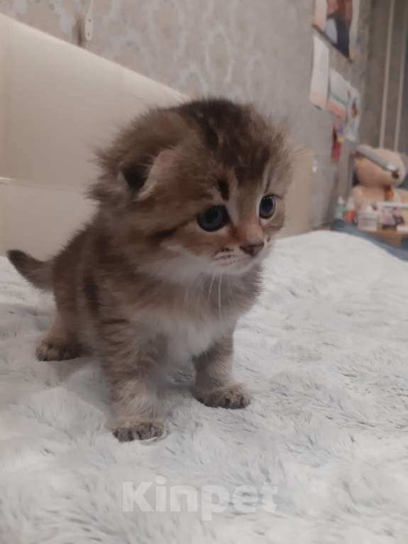 Кошки в Санкт-Петербурге: Шотландские вислоухие и прямоухие котята Девочка, 8 000 руб. - фото 4