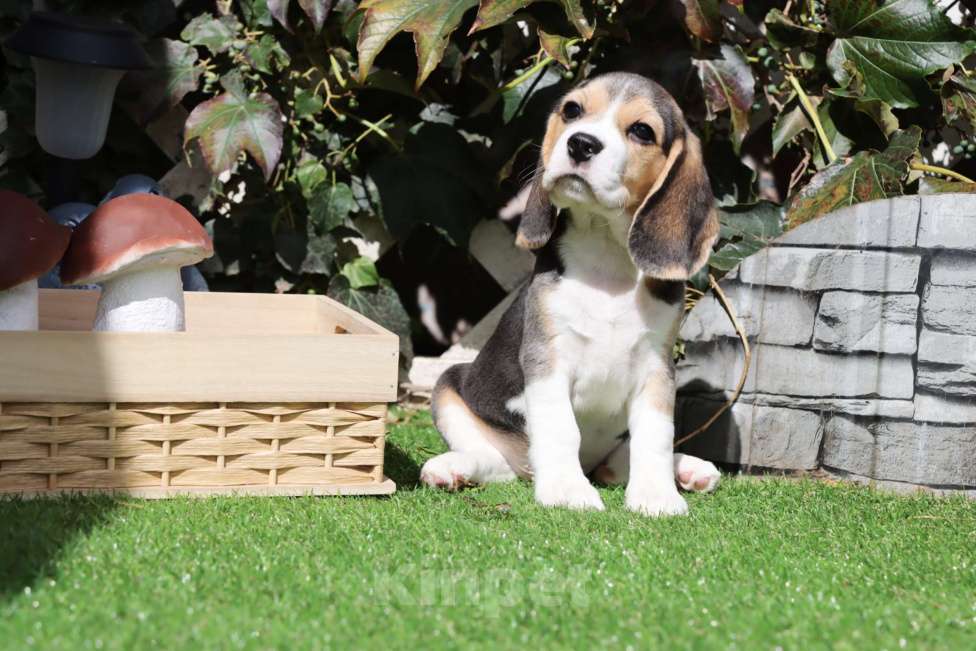 Собаки в Ростове-на-Дону: Породные биглюши в профессиональном питомнике! Мальчик, Бесплатно - фото 2