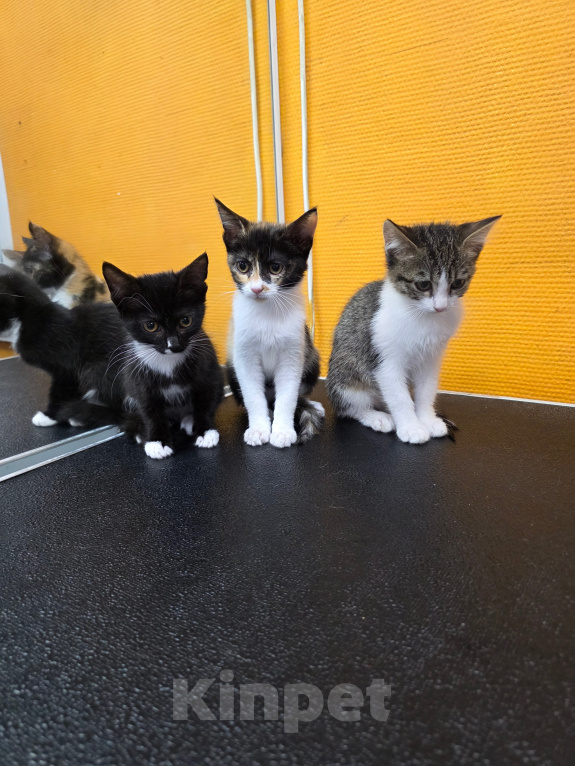 Кошки в Москве: В добрые руки котята Девочка, Бесплатно - фото 1