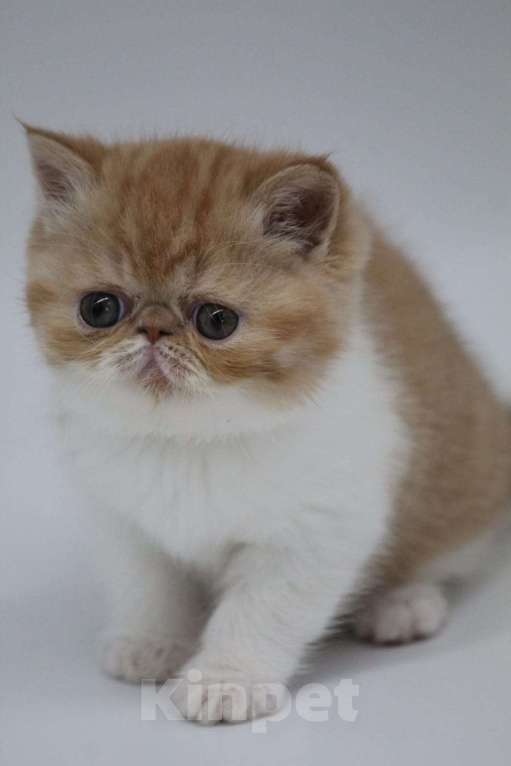 Кошки в Новокузнецке: Экзотические и персидские котята Девочка, Бесплатно - фото 5