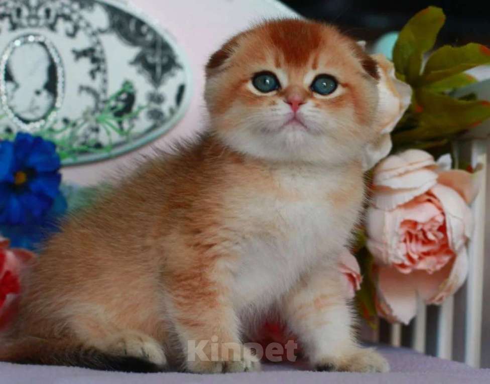 Кошки в Москве: Золотая шиншилла с документами  Девочка, 40 000 руб. - фото 6