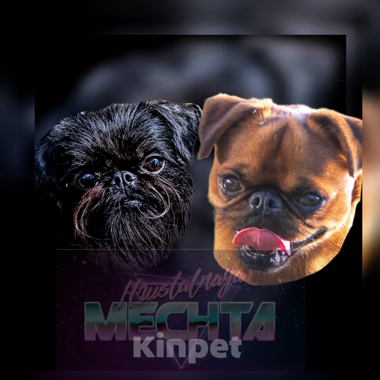 Собаки в Москве: Черный гриффон Мальчик, Бесплатно - фото 1