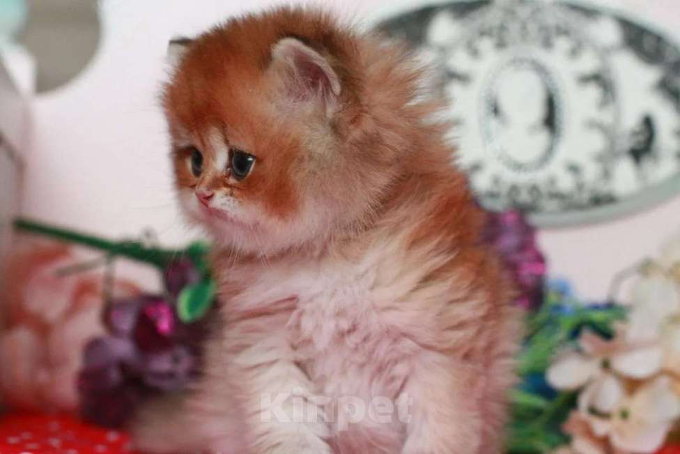 Кошки в Москве: Золотой котик с документами  Мальчик, 25 000 руб. - фото 5