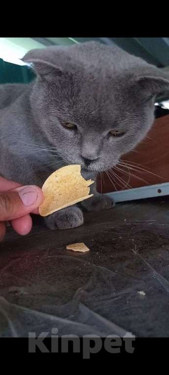 Кошки в Новороссийске: Потерялась кошка  Девочка, 1 руб. - фото 6