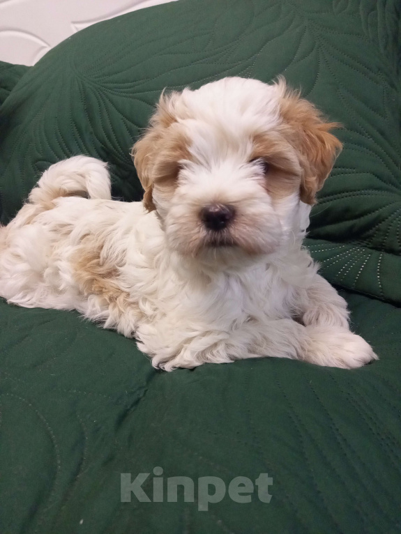 Собаки в Ногинске: Мой щенок- Подарок на Новый Год-Талисман Тибета на счастье Девочка, 75 000 руб. - фото 2