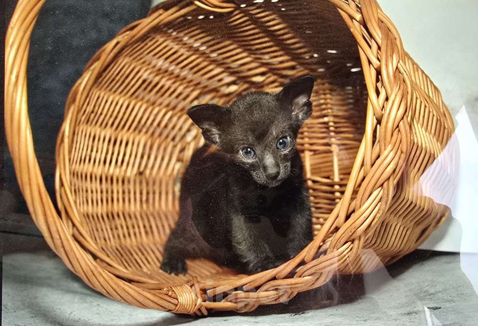 Кошки в Ростове-на-Дону: Ориентальный котёнок Мальчик, 20 000 руб. - фото 3