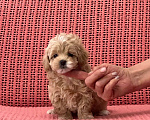 Собаки в Белгороде: Щенки мальтипу Мальчик, 70 000 руб. - фото 10