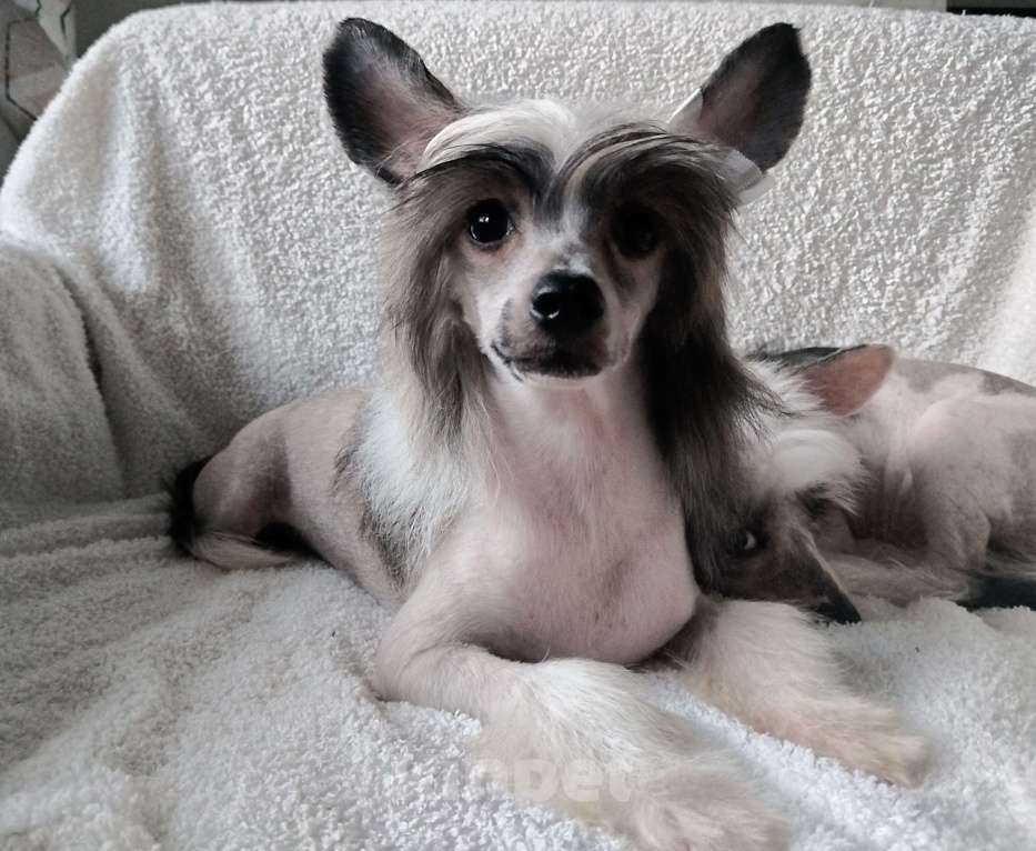 Собаки в Санкт-Петербурге: Предлагаются голые мальчики китайской хохлатой собаки Мальчик, 30 000 руб. - фото 2