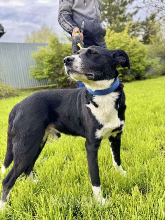 Собаки в других городах Московской области: Ромео - Ваш спокойный и добрый друг ❤ Мальчик, Бесплатно - фото 2
