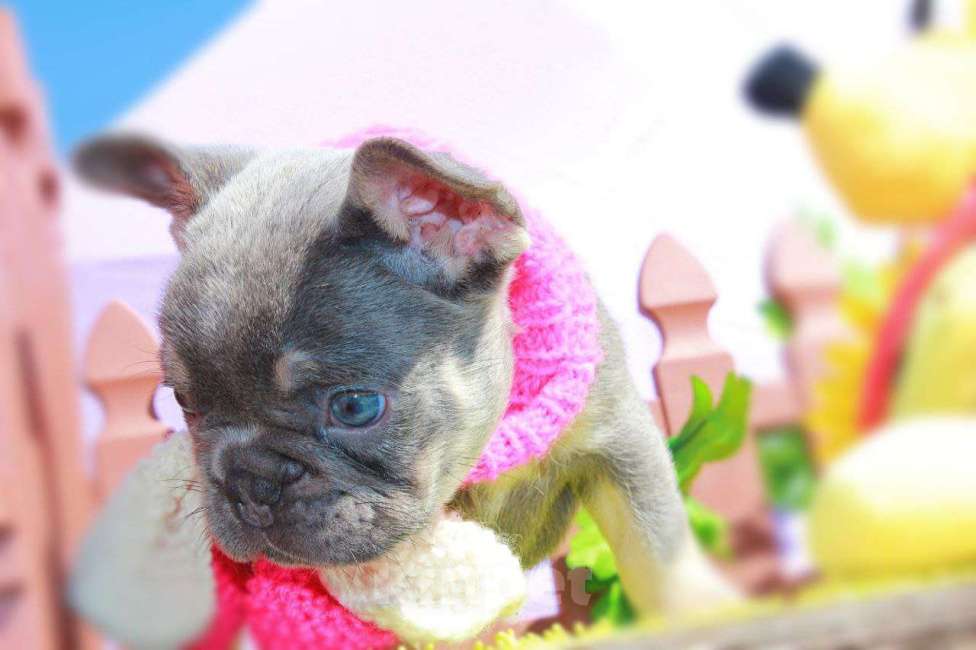 Собаки в Москве: Афина Девочка, 80 000 руб. - фото 4