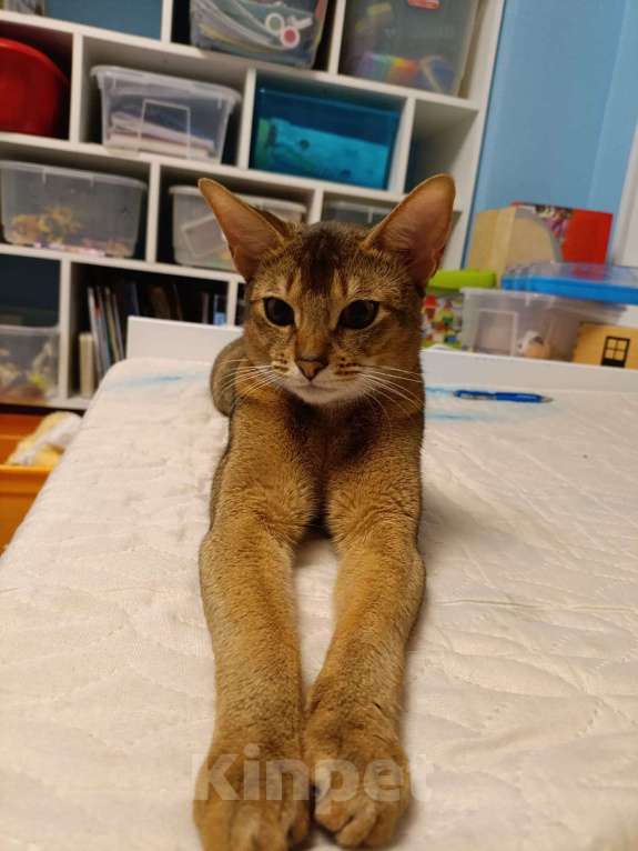 Кошки в Санкт-Петербурге: Абиссинская кошка Девочка, Бесплатно - фото 2