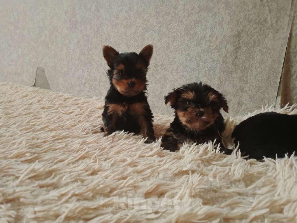 Собаки в Челябинске: Йоркширский терьер Мальчик, 23 000 руб. - фото 6