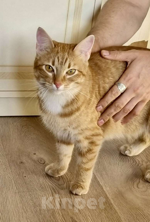 Кошки в Санкт-Петербурге: Кошечка Фрося ищет дом Девочка, Бесплатно - фото 1