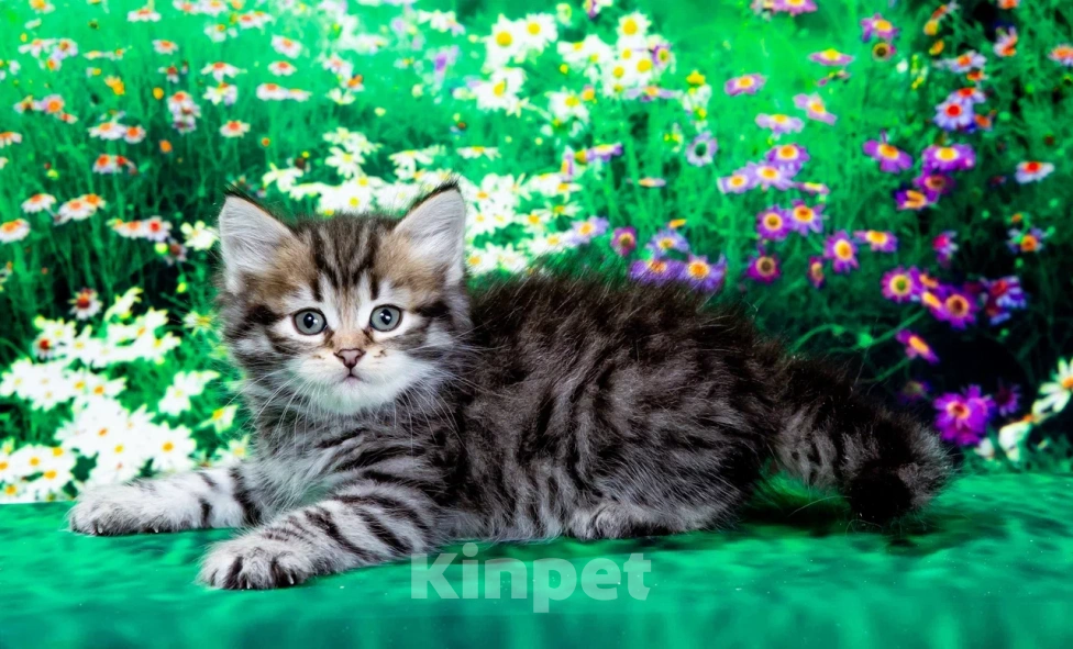 Кошки в Москве: Сибирский котенок Клим Мальчик, 60 000 руб. - фото 1