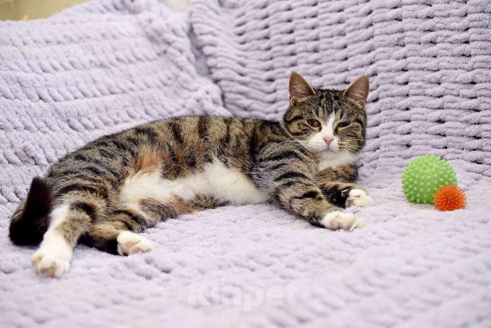 Кошки в Москве: Искра ищет дом! Девочка, Бесплатно - фото 6