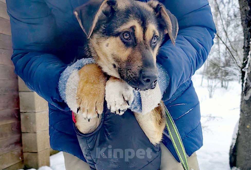 Собаки в Москве: Кай шикарный парень Мальчик, Бесплатно - фото 1