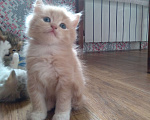 Кошки в Саратове: Котята Мальчик, 1 000 руб. - фото 5