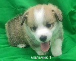 Собаки в Москве: щенки вельш корги пемброк Мальчик, 60 000 руб. - фото 6